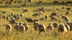 mouton