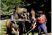 Tte de mule